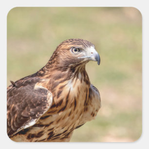 Red-tailed hawk in the Hudson Valley Square Sticker