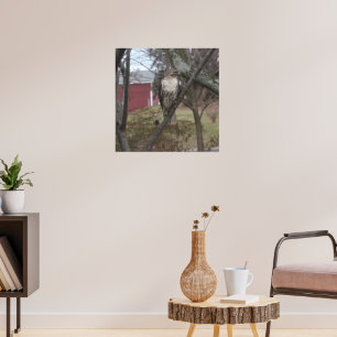 Red-tailed Hawk in Tree Poster