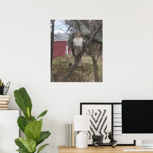 Red-tailed Hawk in Tree Poster (Home Office)