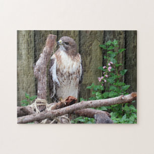 Red Tailed Hawk - Jigsaw Puzzle