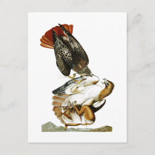 Red-tailed Hawk John James Audubon Birds America Postcard