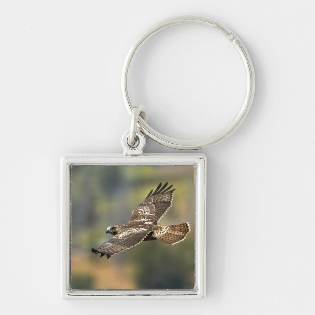 Red-tailed Hawk Key Ring (Front)