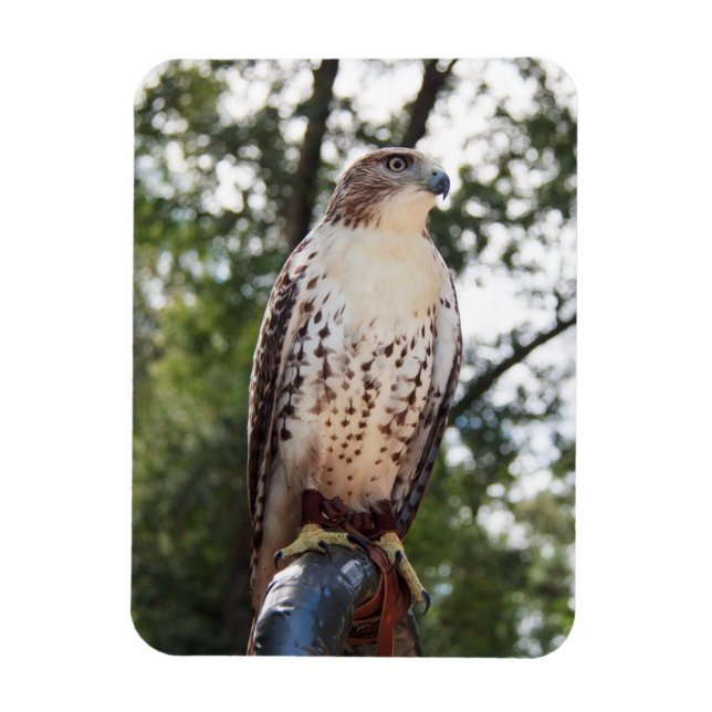 Red-Tailed Hawk Magnet (Vertical)