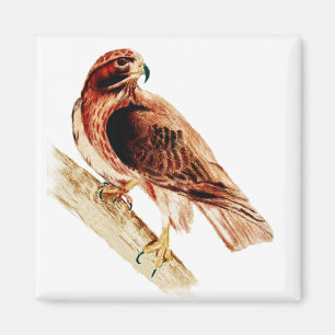Red Tailed Hawk Magnet