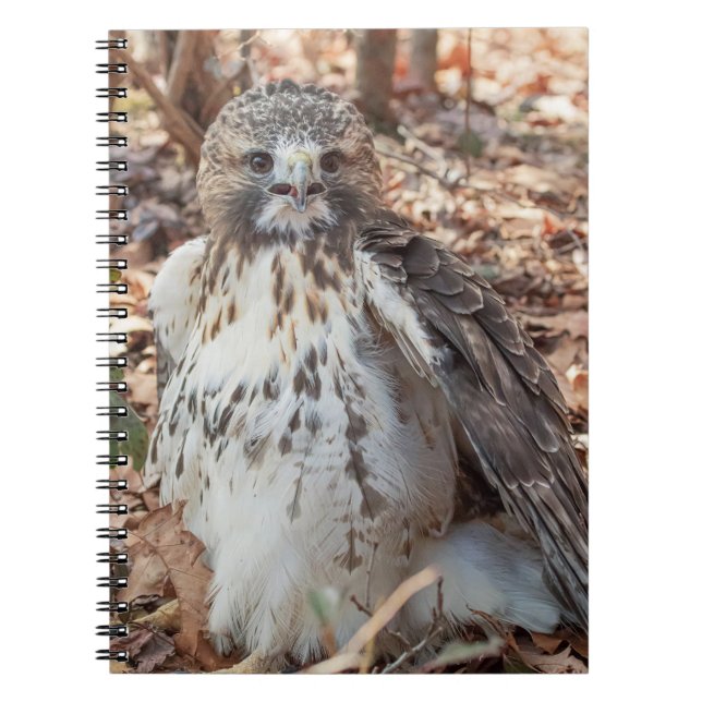 Red Tailed Hawk Notebook (Front)