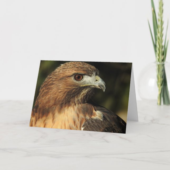 Red Tailed Hawk Notecard (Front)