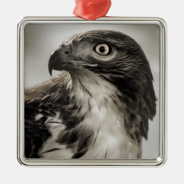 Red-tailed Hawk Ornament (Front)