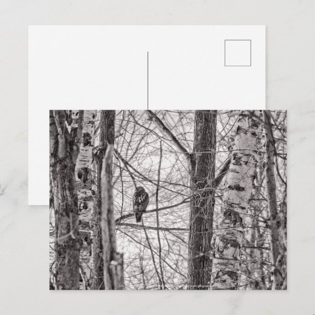 Red-tailed Hawk P8443 Invitation Postcard (Front/Back)