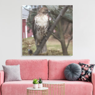 Red-tailed Hawk Perched on Branch 24" x 24" Canvas Print