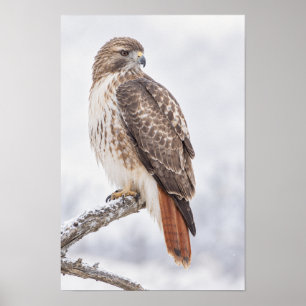 Red-Tailed Hawk Perched on Branch Wildlife Wall Ar Poster