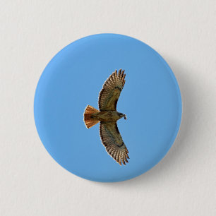 Red-Tailed Hawk Photo 6 Cm Round Badge