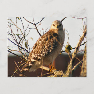 Red Tailed Hawk Photo Postcard