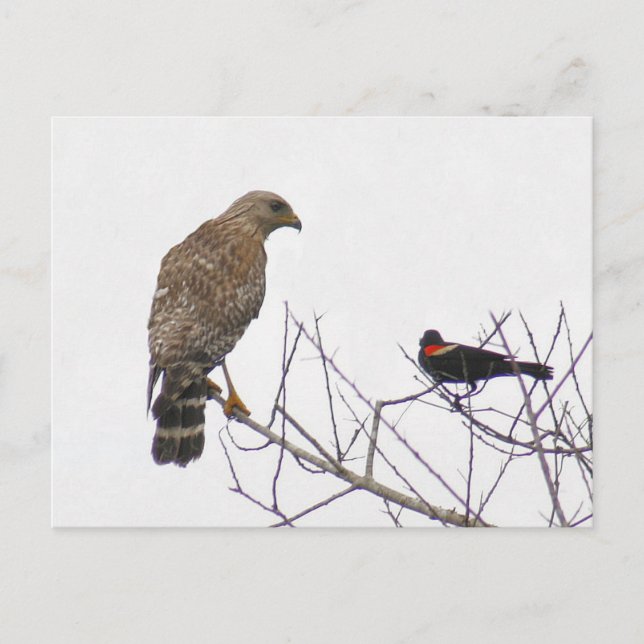 Red Tailed Hawk Photo Postcard (Front)