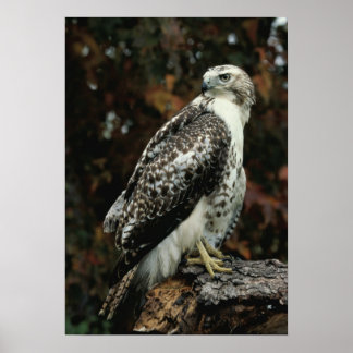 Red Tailed Hawk Photo Poster