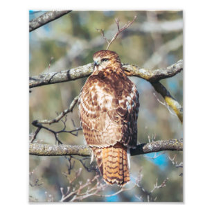 Red-tailed Hawk  Photo Print