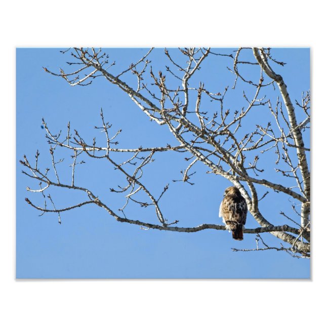 Red Tailed Hawk Photo Print (Front)
