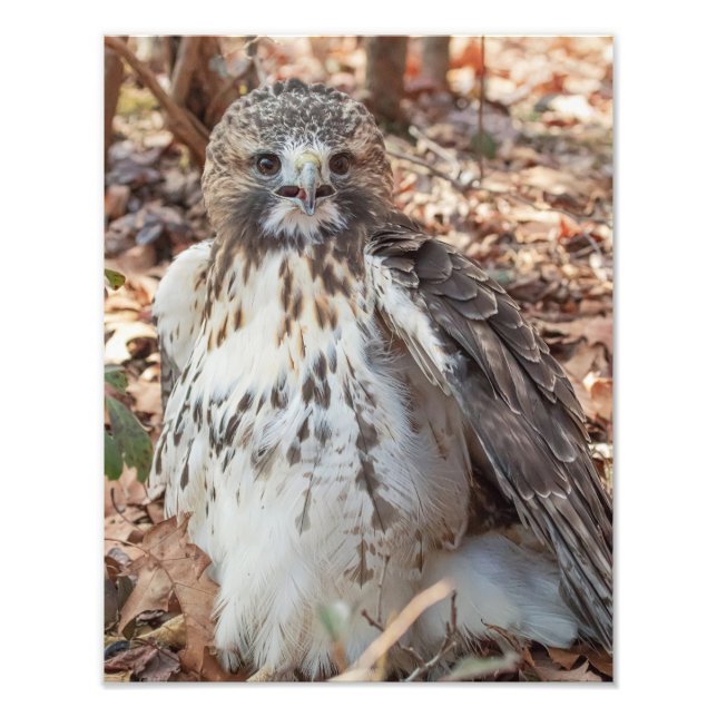 Red Tailed Hawk Photo Print (Front)