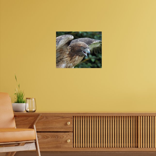 Red-tailed Hawk Photographic Poster (Living Room 2)