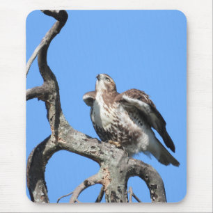 Red Tailed Hawk Poised For Take Off Mouse Pad