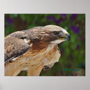 Red-tailed Hawk Portrait Poster