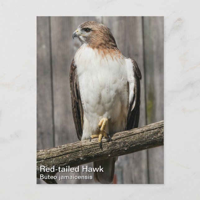 Red-tailed Hawk Postcard (Front)