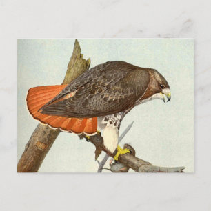Red Tailed Hawk Postcard