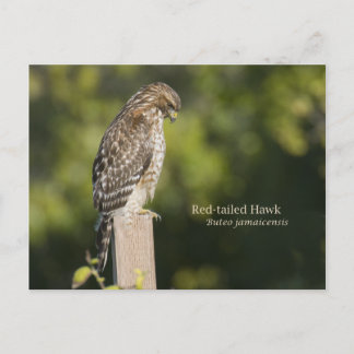 Red-tailed Hawk Postcard