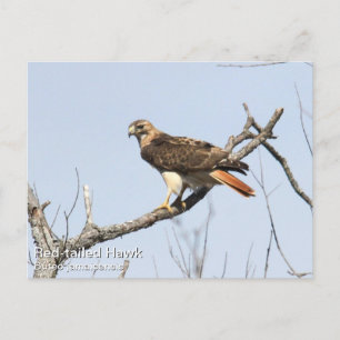 Red-tailed Hawk Postcard