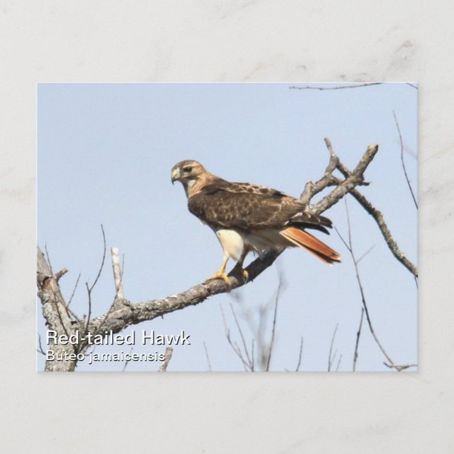 Red-tailed Hawk Postcard (Front)