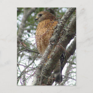 Red Tailed Hawk Postcard