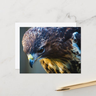 Red Tailed Hawk Postcard