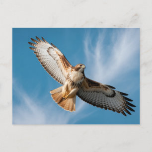 Red-tailed hawk postcard