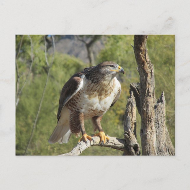 Red Tailed Hawk Postcard (Front)