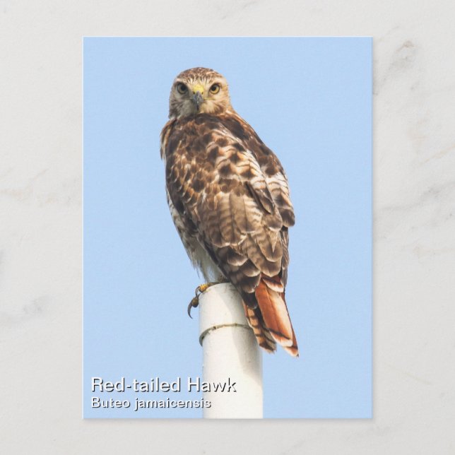 Red-tailed Hawk Postcard (Front)