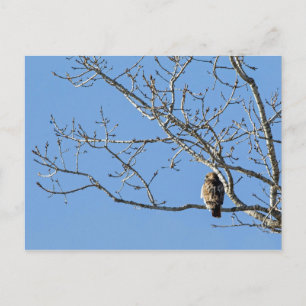 Red Tailed Hawk Postcard