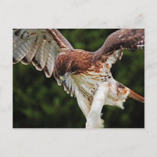 Red-Tailed Hawk postcard