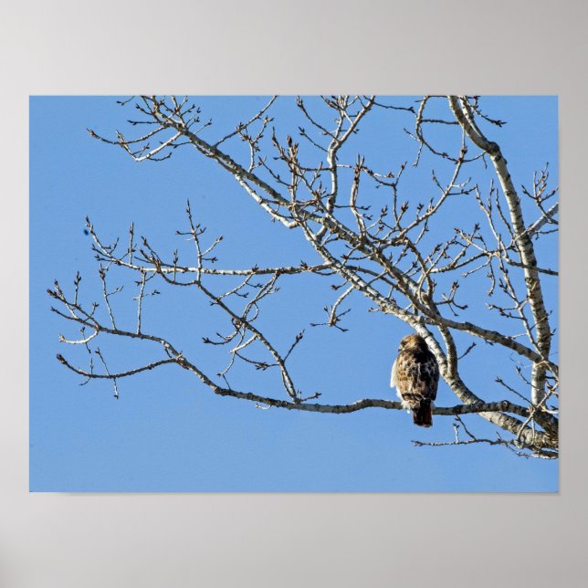 Red Tailed Hawk Poster (Front)