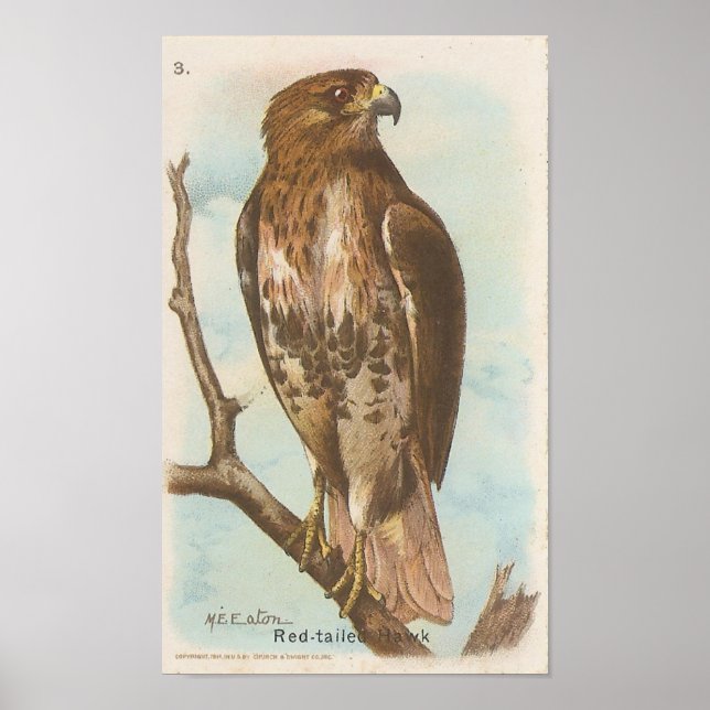 Red-tailed Hawk Poster (Front)