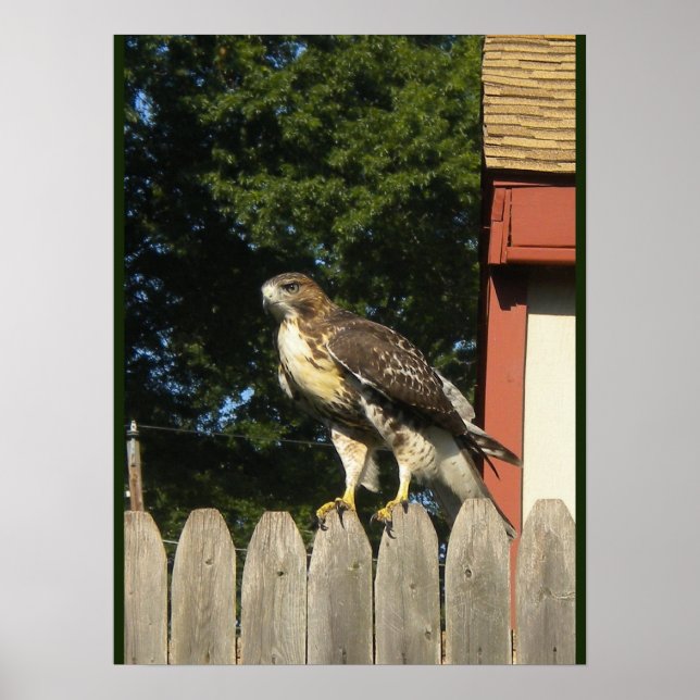 Red Tailed Hawk  Poster (Front)