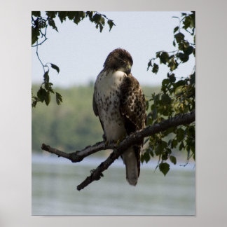 Red Tailed Hawk Poster