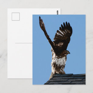 Red-Tailed Hawk Raised Wings Wildlife Photo Postcard