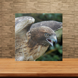 Red-tailed Hawk Raptor Photo Ceramic Tile