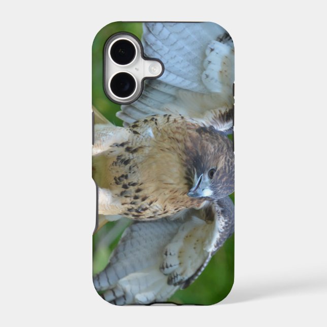 Red-tailed Hawk Spread Wings (Back)