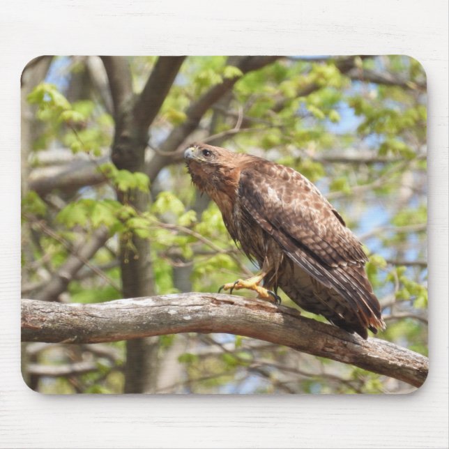 Red Tailed Hawk Stalking Mouse Pad (Front)