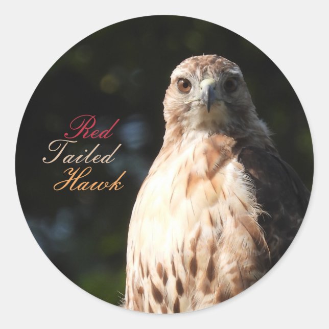 Red Tailed Hawk Stickers (Front)