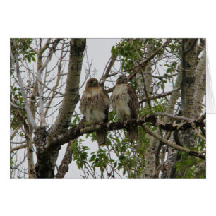 Red-Tailed Hawks