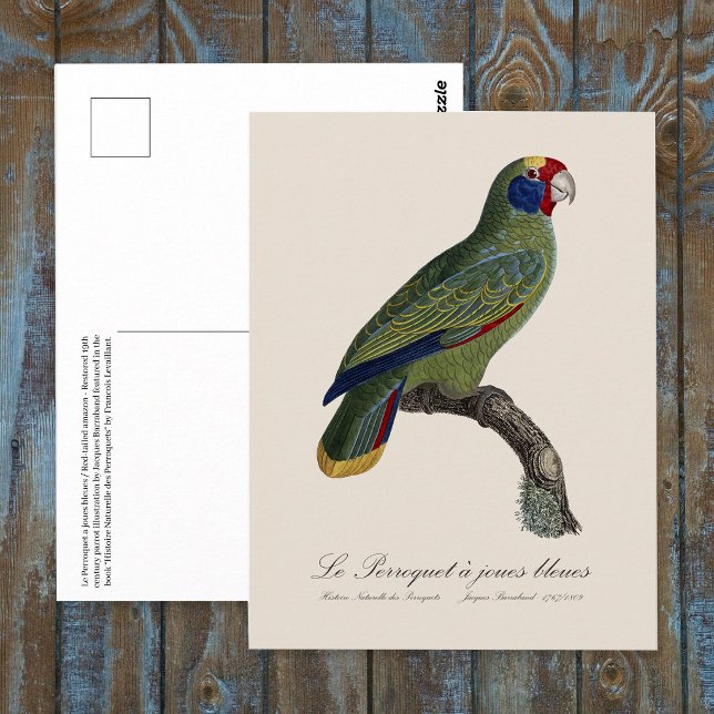 Red-Tailed Parrot Amazon, Amazona Brasiliensis Postcard (Red-Tailed Parrot Amazon, Amazona Brasiliensis. Postcard)