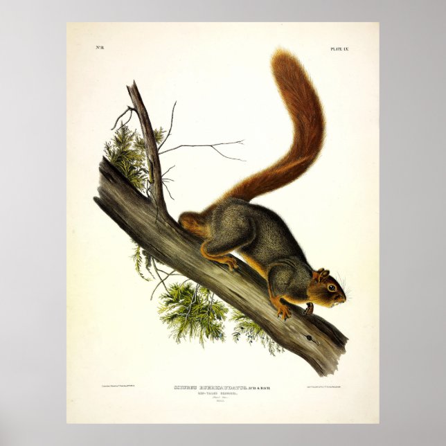 Red-tailed squirrel (Fox Squirrel) by Audubon Poster (Front)