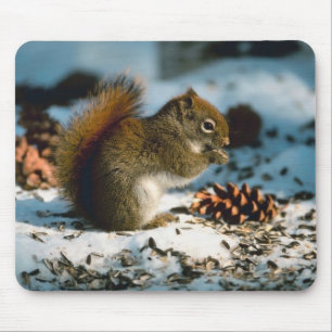 Red Tailed Squirrel Mouse Pad
