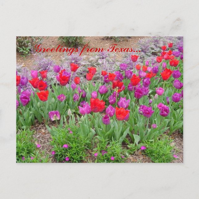RED TeXaS Greetings Postcard (Front)